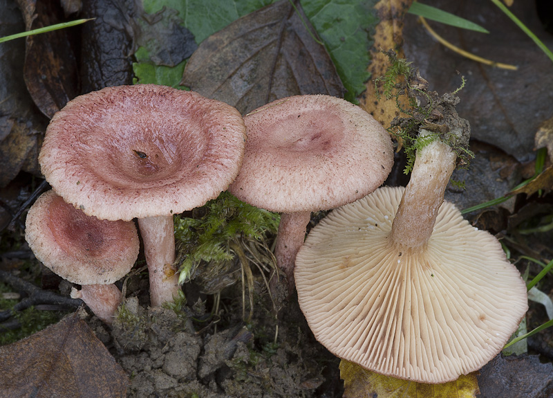 Lactarius spinosulus